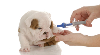 Global Veterinary/Animal Vaccines Market 2021 Overview, Top Companies, Region, Application and Forecast by 2027 – Your Subsea News