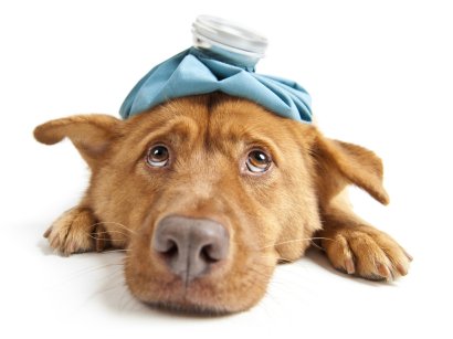Sick Animal Care - Cape Horn Veterinary Associates