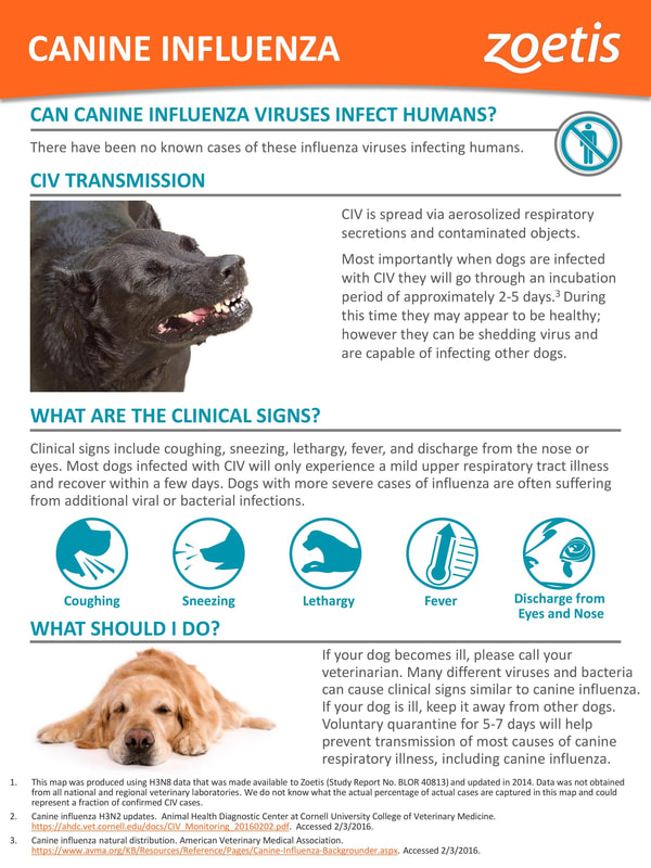 Canine Influenza Information Cape Horn Veterinary Associates